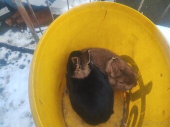 Prodám 2 zakrslé králíčky