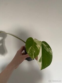 Monstera Deliciosa Variegata