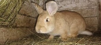 Samce a samice kralika