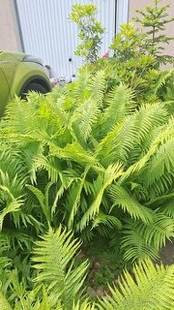 Prodám silné sazenice kapradiny pérovník pštrosí