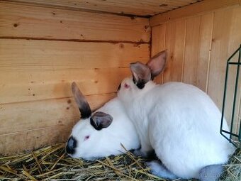 Francouzská Hyla - samci