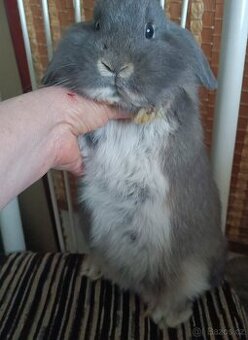 Zarslý beránek / samička