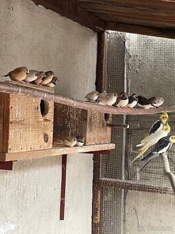 Prodám Žebřičky pestré