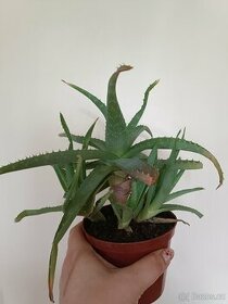 Aloe vera - pravá - 1