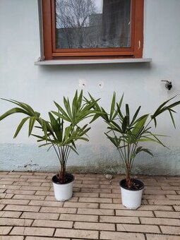 Palma konopná 80cm