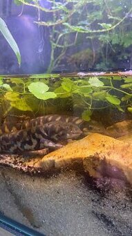 Eastern tiger salamander (Ambystoma tigrinum) - 1
