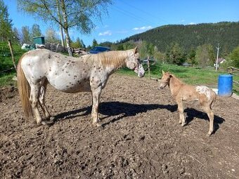 Appaloosa