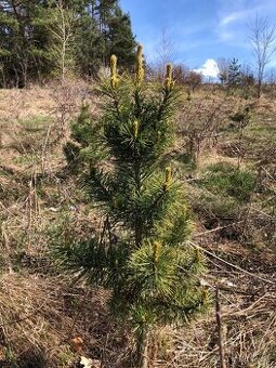 Sibiřský Cedr / Pinus Sibirica - 1