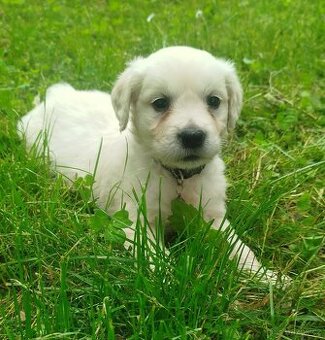 Zlatý retrívr / retriever