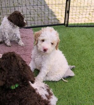 Lagotto romagnolo s PP