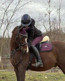 Česky sportovní pony