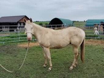 Quarter horse valach