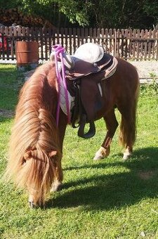 Shetland pony