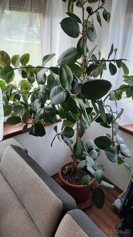 Pokojová rostlina - fíkus FICUS ELASTICA ROBUSTA