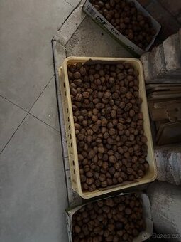 Vlašské ořechy letošní 100 Kč/kg (12kg) - 1