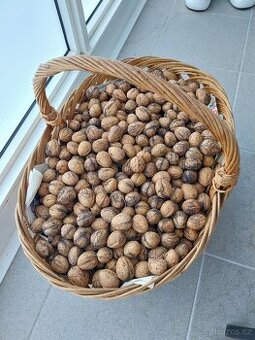 letošní vlašské ořechy