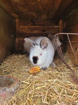 Kalifornský králik