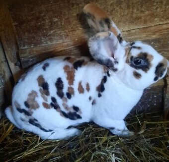 Dalmatinský rex černožlutý