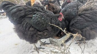 Prodám mladého kohouta Orpington