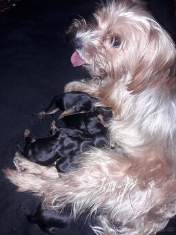 Štěňátka Jorkširsky teriér