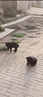 Šteňata  Nemecký  ovčák, BO