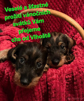 CHS od Vlhoště nabízí štěňátka s PP jezevčíka standard drs.