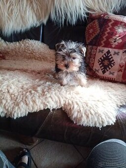 Jorkšírský teriér bez PP abys