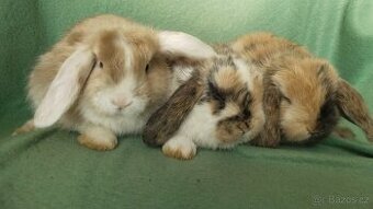 Zakrslý beránek, lvíček, zakrslý králík