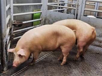 Prase domácí výkrm