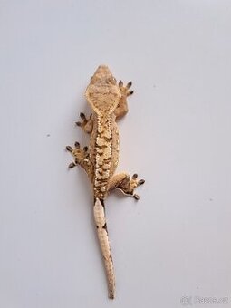 pagekon řasnatý samec.