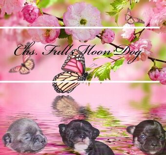 Čivava s PP k rezervaci