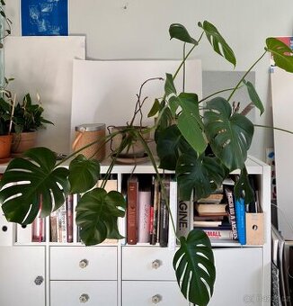 Monstera x2
