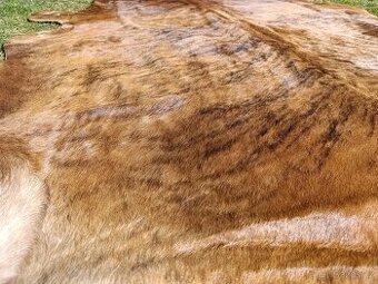 Hovězí kůže - koberec hnědý žíhaný č.7
