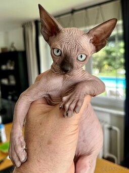Prodám koťata Sphynx-Elf, Elf-Strike