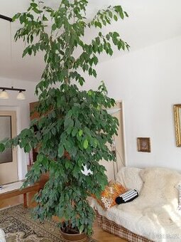 Fíkus drobnolistý - 1