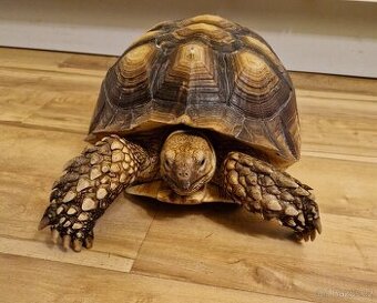 Prodám želvu ostruhatou (Geochleone sulcata) - 1