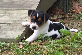Jack Russell Teriér Tricolor