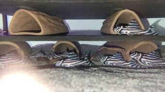 🦓🦓🦓Hypancistrus zebra L046