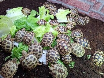 Suchozemská želva vroubená, zelenavá a stepní