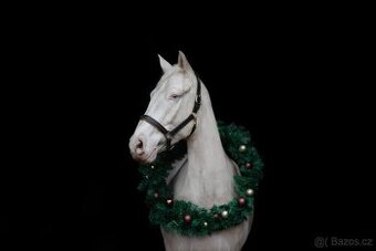 Valach P.R.E. barvy Perlino