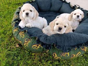 Štěňátka blond Kokršpaněla - 1