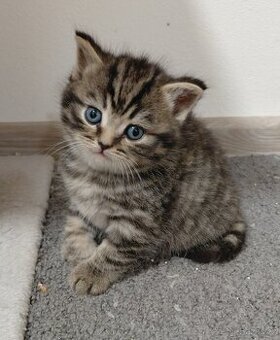 Prodám britské kotatka