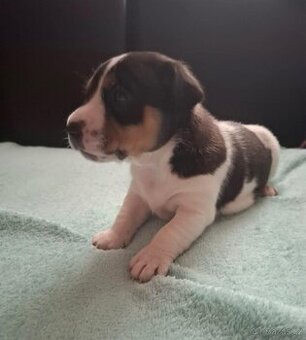 Čistokrevné štěně Jack Russell - kluk František