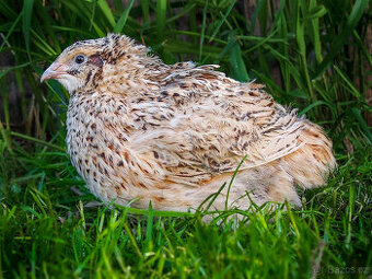 Italský Gigant křepelka - Vejce do líhně + Topný sáček