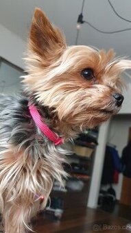 Koupím pouze Jorkšírka pro syna.