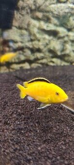 Labidochromis Yellow