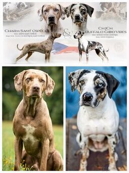 Louisiánský leopardí pes, Catahoula Leopard dog