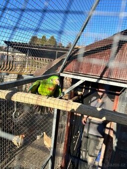 Papoušek nádherný