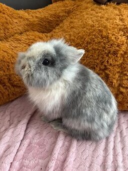 Zakrslý králíček