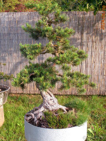 Bonsaj - Borovice, Pinus sylvestris